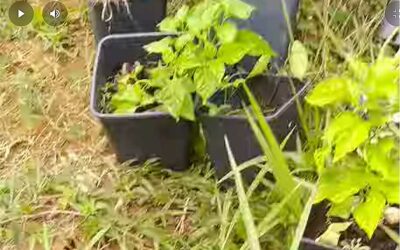 Fragrant délit de destruction de plantation