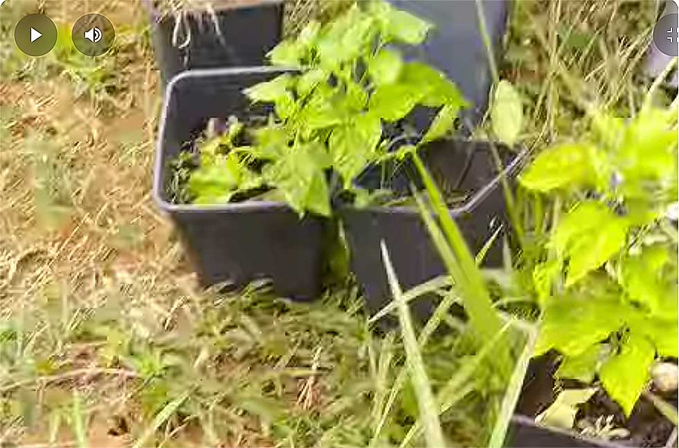 Plantations su SAPPCSR à la suite de leur destruction par les sœurs Bétina