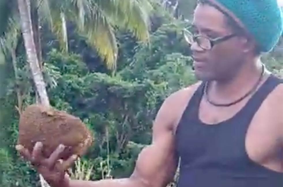 Saccage par l'ONF, d'un champ sur une parcelle de Sarcelle Goyage - SAPPCSR Guadeloupe